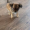 Brioche a rejoint le concours — aidez-le/la à gagner de superbes lots ! puppy, dog, brown_fur, small_dog, cute, pet, indoor, wood_floor, flooring, animal, young_dog, looking_up, fluffy, ears, adorable, companion, canine, domestic_animal, furry, standing