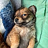 Brioche participe au concours pour gagner de l'argent avec cette photo : puppy, dog, cute, fluffy, lying_down, blanket, cushion, side_eye, fur, pet, snuggling, relaxed, indoors, cozy, small_dog, brown_fur, soft_texture, resting, animal, companion