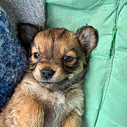 Brioche a rejoint le concours — aidez-le/la à gagner de superbes lots ! puppy, dog, cute, pet, animal, fur, ears, nose, paw, blanket, cushion, resting, sleepy, closeup, indoor, young, adorable, cozy, soft, portrait