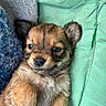 adorable, animal, blanket, closeup, cozy, cushion, cute, dog, ears, fur, indoor, nose, paw, pet, portrait, puppy, resting, sleepy, soft, young
