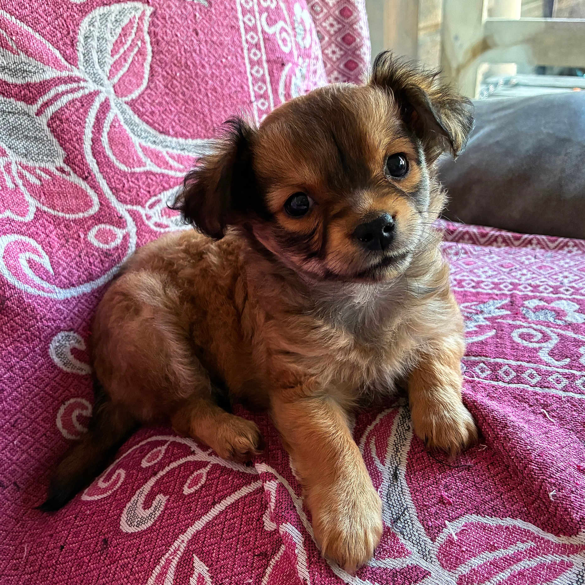 Brioche a rejoint le concours — aidez-le/la à gagner de superbes lots ! puppy, dog, pet, cute, fluffy, brown, small, animal, indoor, blanket, pattern, texture, resting, adorable, face, fur, young, companion, looking, cozy