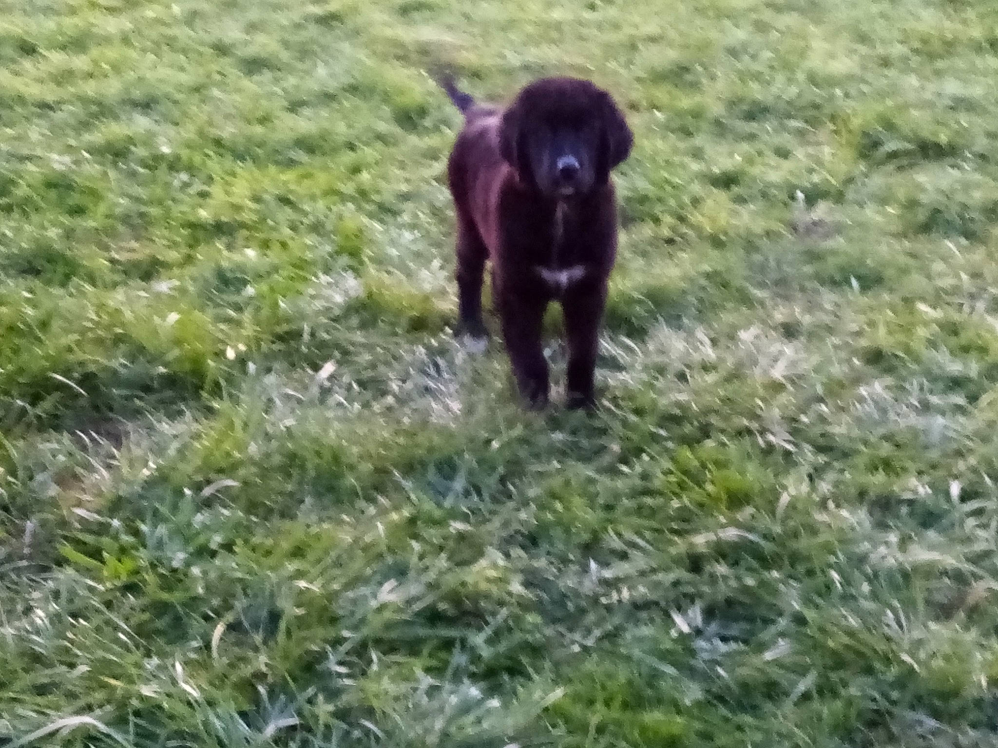 Oscar participe au concours pour gagner de l'argent avec cette photo : borador, canidae, carnivore, companion_dog, dog, dog_breed, grass, grassland, groundcover, guard_dog, gun_dog, liver, pasture, plant, prairie, retriever, sporting_group, tail, terrestrial_animal, working_animal