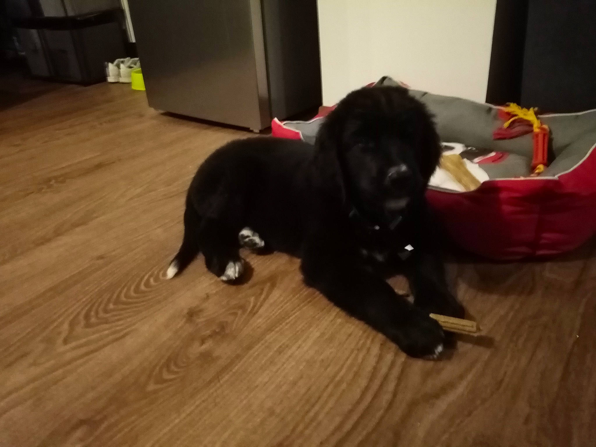 Oscar