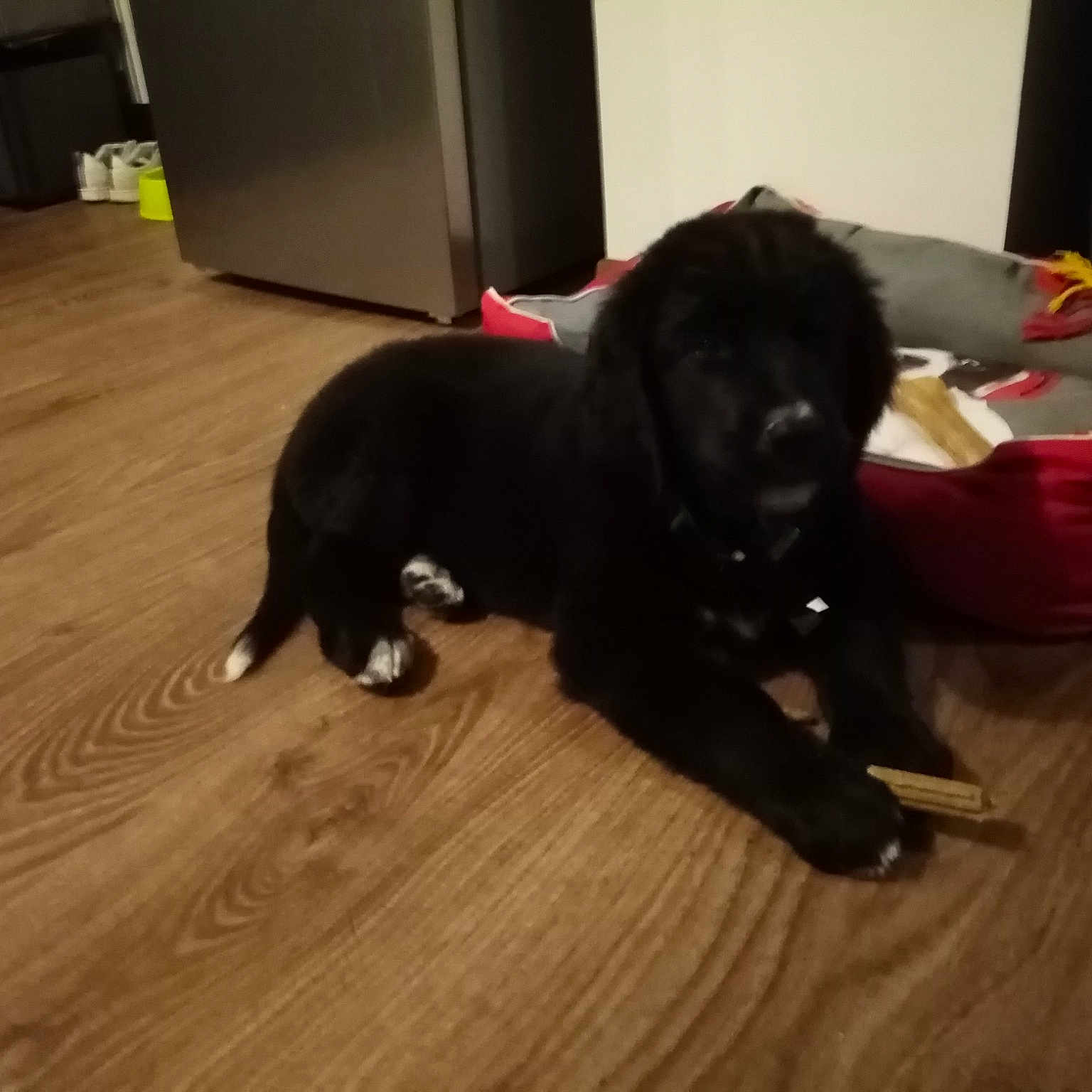 Oscar