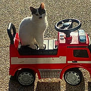 Monsieur Mouche participe au concours pour gagner de l'argent avec cette photo : animal, black_patch, cat, childrens_toy, cute, daylight, fun, outdoor, pavement, pet, play, red, shadow, sitting, small, sunlight, toy_car, vehicle, wheels, white