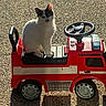animal, black_patch, cat, childrens_toy, cute, daylight, fun, outdoor, pavement, pet, play, red, shadow, sitting, small, sunlight, toy_car, vehicle, wheels, white