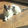 animal, cat, cute, ears, feline, fur, gray, home, indoor, kitten, pet, relaxing, shadow, small, sunlight, tail, whiskers, white, wooden_floor, young