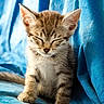 Kuro participe au concours pour gagner de l'argent avec cette photo : cat, kitten, tabby, animal, pet, sleepy, closed_eyes, sitting, fur, whiskers, ears, paws, tail, portrait, close_up, indoors, blanket, blue, cozy, cute