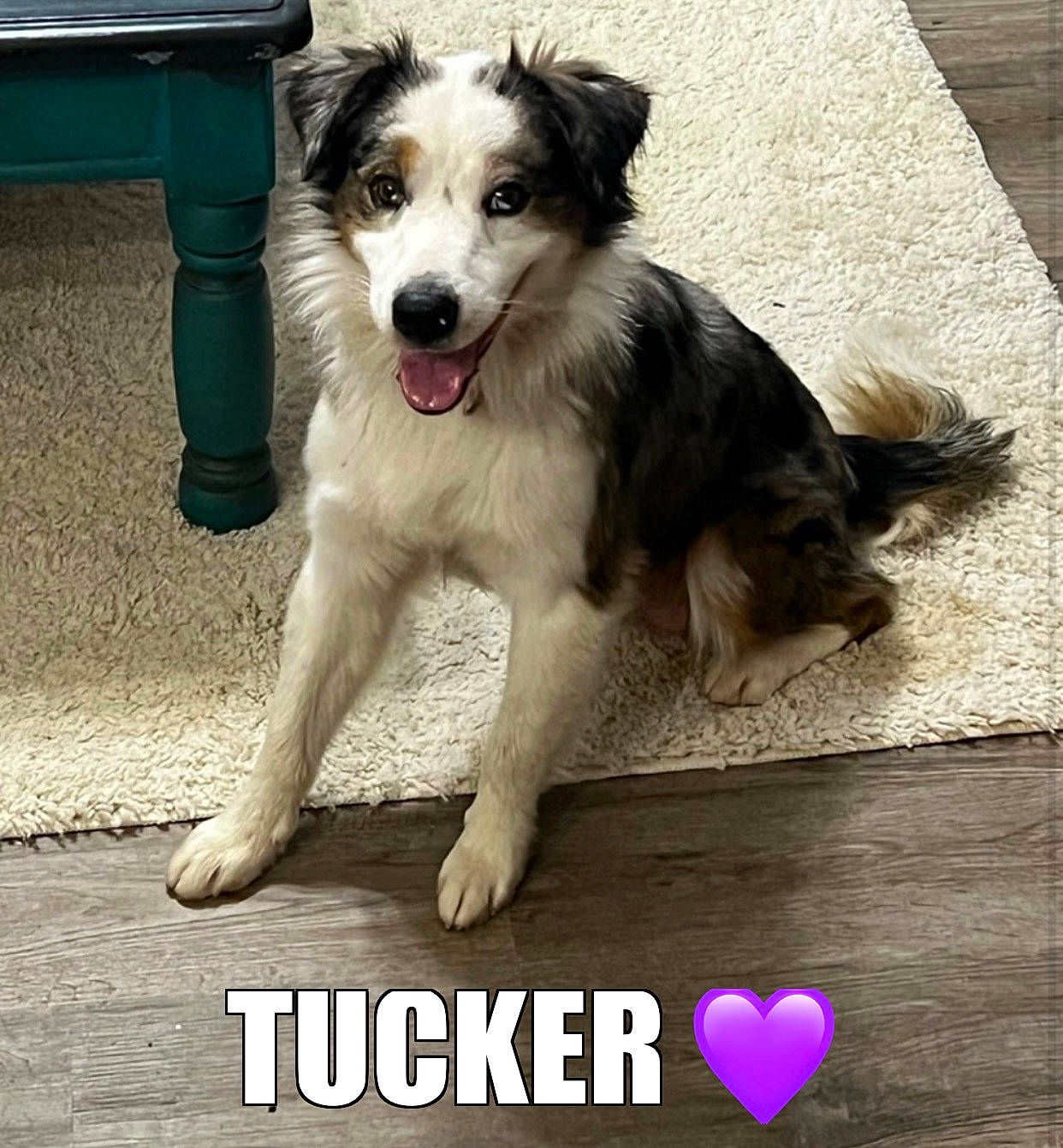 Tucker