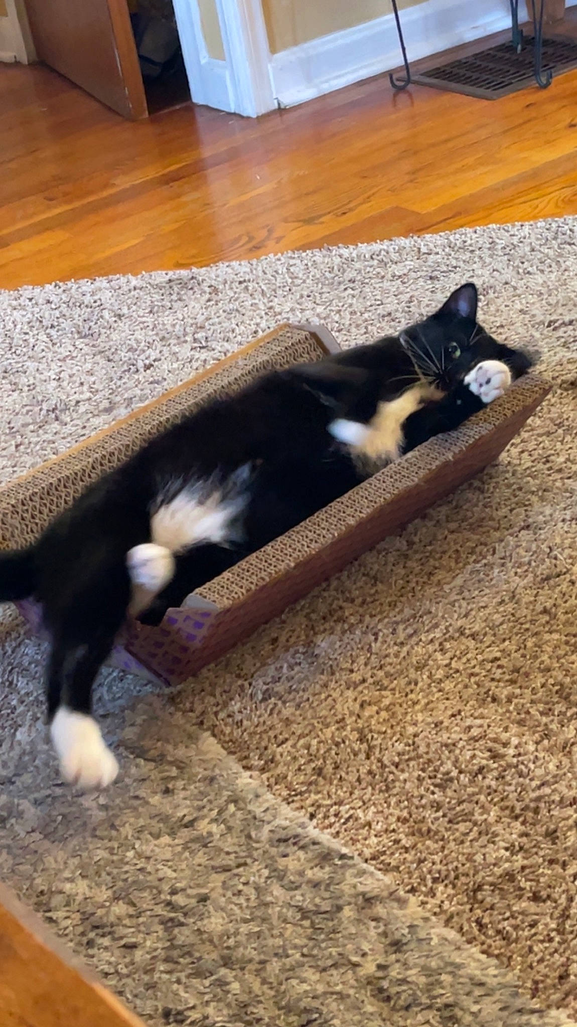 Oliver is registered to the contest to win money with this photo: canidae, carnivore, cat, comfort, companion_dog, dog_breed, domestic_short_haired_cat, felidae, floor, flooring, fur, hardwood, small_to_medium_sized_cats, snout, sporting_group, tail, terrestrial_animal, tints_and_shades, whiskers, wood