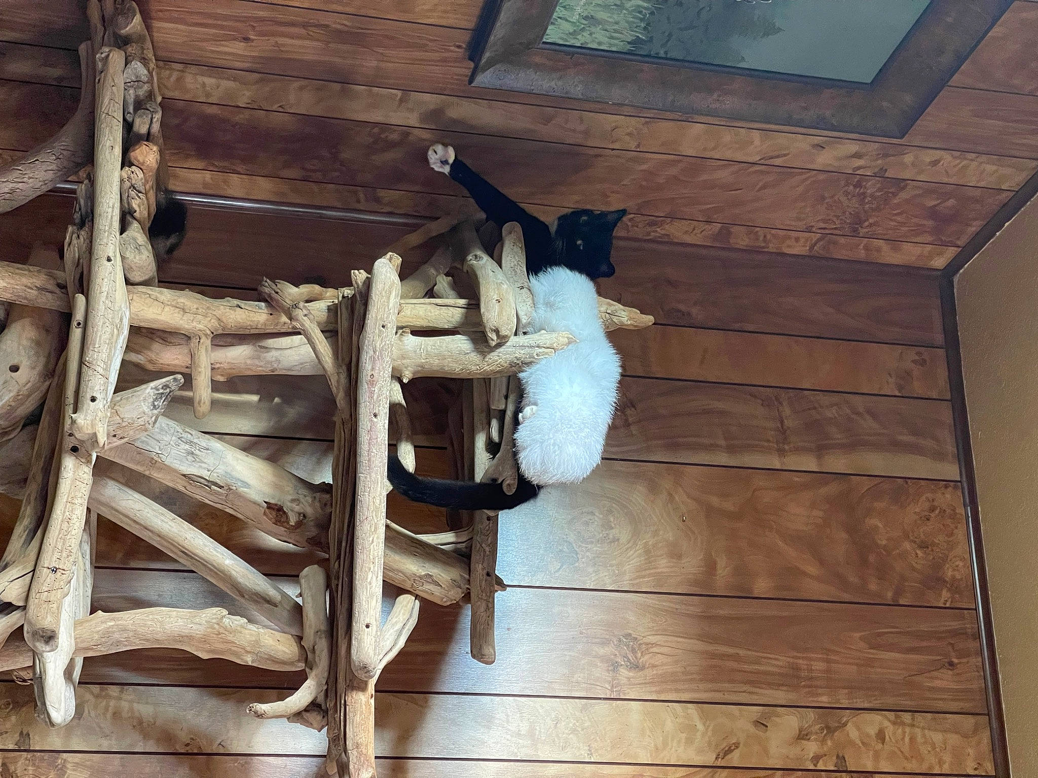 Oliver joined the competition — help win amazing prizes! building, carnivore, cat, felidae, flooring, hardwood, house, lumber, metal, plank, plywood, room, sash_window, siding, small_to_medium_sized_cats, tail, twig, window, wood, wood_stain