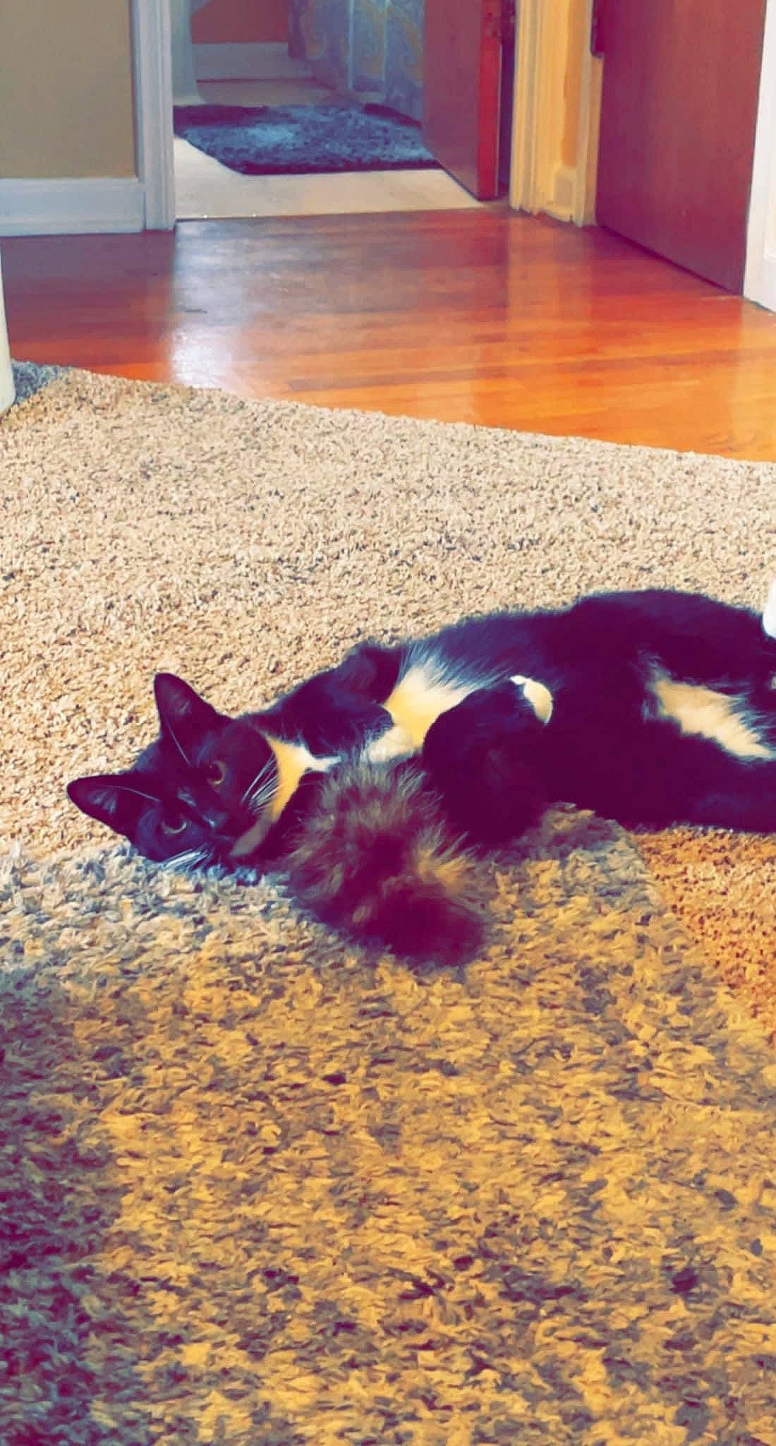 Oliver joined the competition — help win amazing prizes! carnivore, cat, cloud, comfort, companion_dog, dog, dog_breed, fawn, felidae, floor, flooring, hardwood, mammal, small_to_medium_sized_cats, snout, tail, tints_and_shades, vertebrate, whiskers, wood