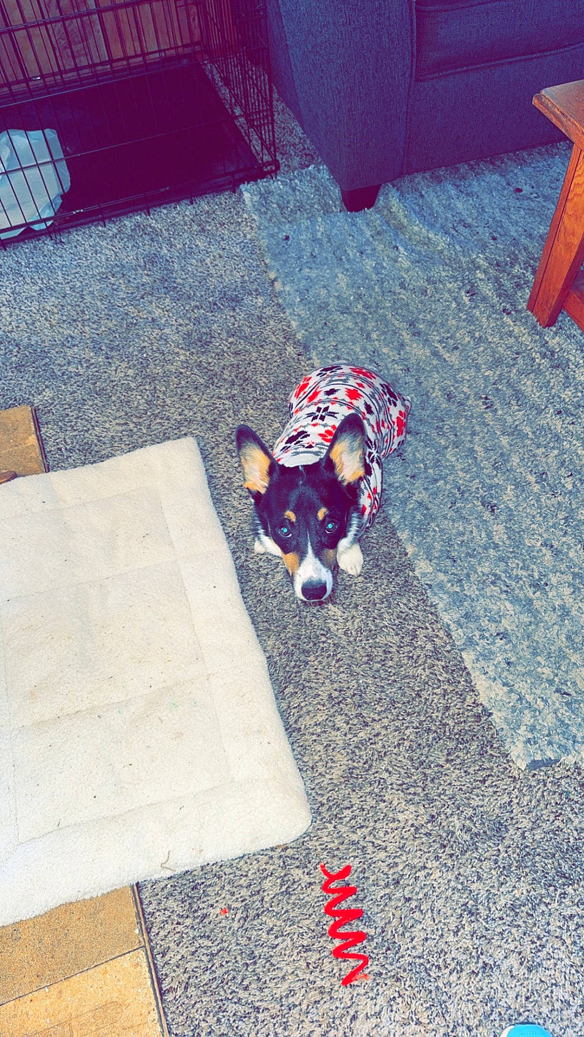 Winston is registered to the contest to win money with this photo: asphalt, carmine, carnivore, companion_dog, dog, dog_breed, dog_supply, electric_blue, fawn, floor, flooring, font, grass, pattern, road_surface, shadow, sidewalk, tail, toy_dog, wood