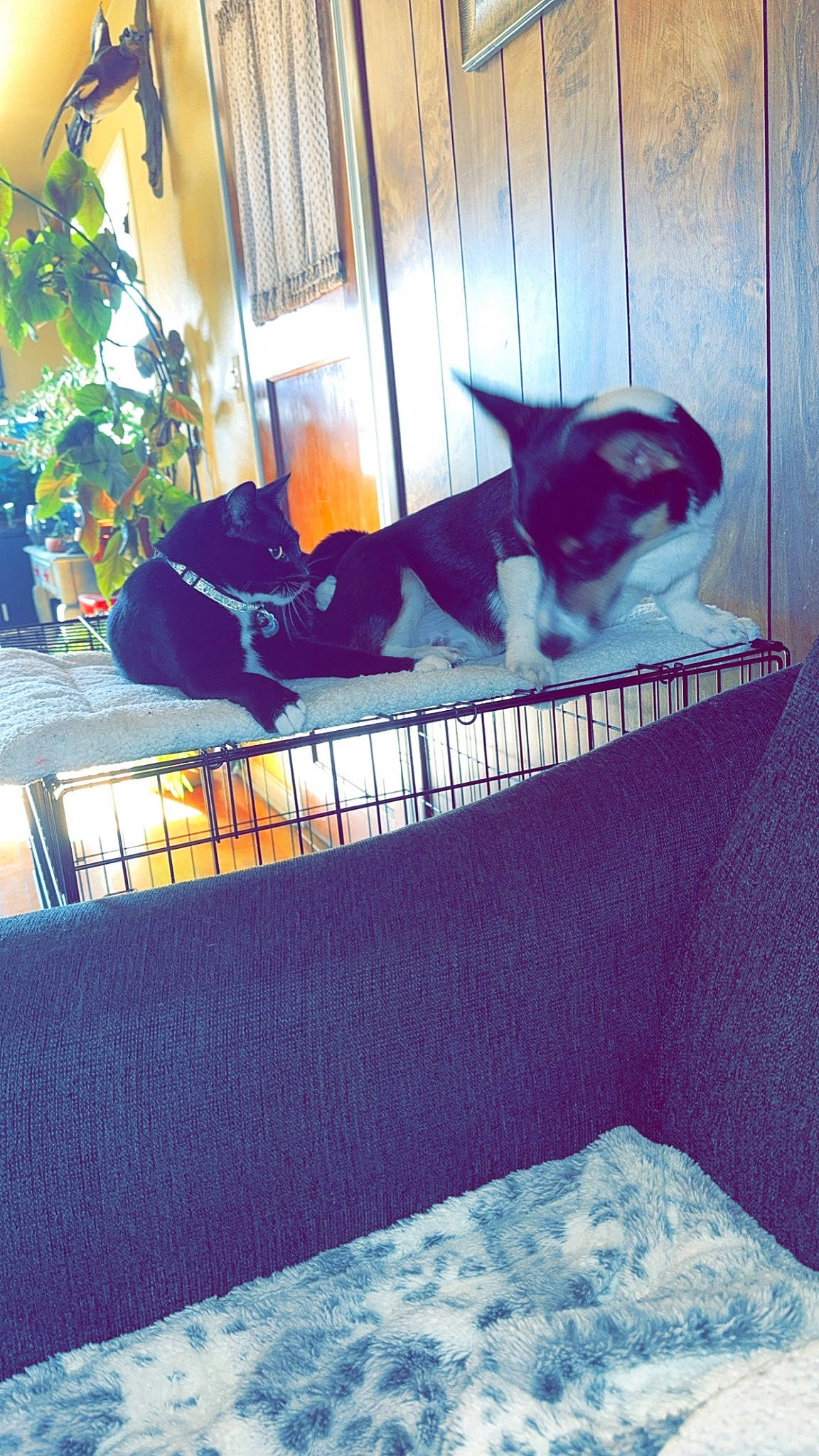 Winston is registered to the contest to win money with this photo: carnivore, cat, cat_supply, comfort, couch, domestic_short_haired_cat, electric_blue, felidae, flooring, fur, linens, pattern, pet_supply, rectangle, room, small_to_medium_sized_cats, tail, textile, tints_and_shades, whiskers