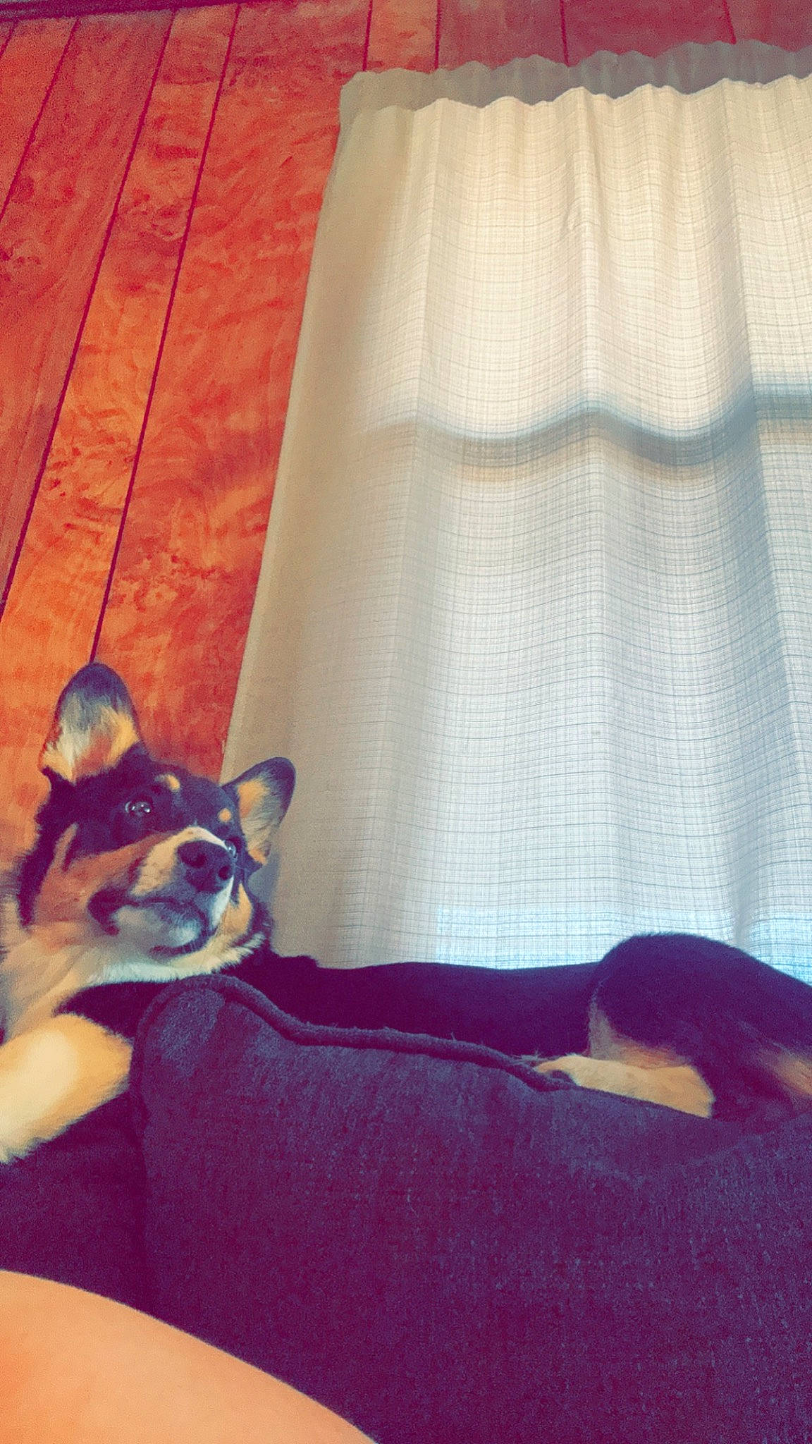 Winston is registered to the contest to win money with this photo: carnivore, comfort, companion_dog, dog, dog_breed, dog_supply, eyewear, fawn, flooring, hardwood, linens, pattern, snout, sporting_group, tail, tints_and_shades, toy_dog, whiskers, wood, working_animal