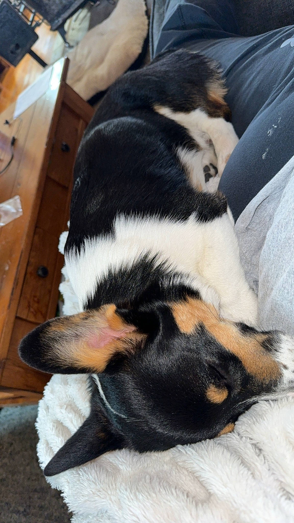 Winston is registered to the contest to win money with this photo: australian_shepherd, canidae, carnivore, claw, comfort, companion_dog, dog, dog_breed, fur, nap, paw, sleep, snout, sporting_group, tail, terrestrial_animal, whiskers, wood, working_animal, working_dog