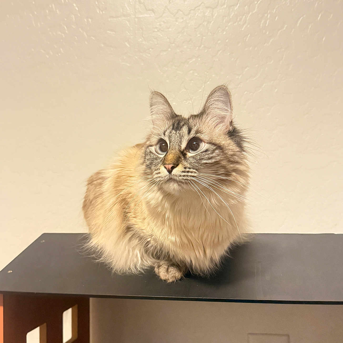 Ivy is registered to the contest to win money with this photo: cat, fluffy, sitting, indoor, curious, shelf, toy, animal, pet, feline, whiskers, ears, fur, domestic, household, looking, side_view, cute, small, background