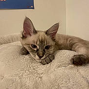 Ivy joined the competition — help win amazing prizes! kitten, cat, sleepy, fluffy_blanket, indoor, resting, ears, fur, cute, pet, animal, closeup, face, paw, young, domestic_cat, cozy, soft_texture, relaxed, bedroom