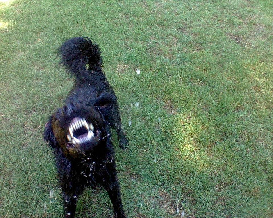 Bear joined the competition — help win amazing prizes! canidae, carnivore, companion_dog, dog, dog_breed, fur, grass_family, groundcover, herding_dog, lawn, shadow, snout, sporting_group, tail, working_animal, working_dog