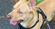 Daisy Rue is registered to the contest to win money with this photo: dog, tan_dog, harness, leash, outdoor, grass, pavement, tongue_out, pet, canine, walking, happy, ears_up, daylight, nature, animal, closeup, side_view, muzzle, four_legs