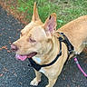 dog, tan_dog, harness, leash, outdoor, grass, pavement, tongue_out, pet, canine, walking, happy, ears_up, daylight, nature, animal, closeup, side_view, muzzle, four_legs