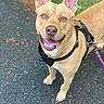 Daisy Rue is registered to the contest to win money with this photo: dog, tan_dog, harness, leash, outdoor, path, grass, ears, tongue_out, happy, pet, canine, walking, animal, closeup, looking_up, daylight, nature, pavement, playful