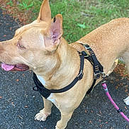 Daisy Rue is registered to the contest to win money with this photo: dog, tan_dog, leash, harness, outdoor, grass, pavement, ears, tongue, pet, canine, walking, nature, animal, side_view, collar, daylight, closeup, mammal, domestic_animal