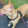dog, tan_dog, leash, harness, outdoor, grass, pavement, ears, tongue, pet, canine, walking, nature, animal, side_view, collar, daylight, closeup, mammal, domestic_animal