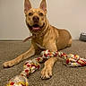 animal, brown_dog, canine, carpet, collar, cute, dog, domestic, door, ears_up, floor, front_paws, home, indoor, pet, playful, resting, rope_toy, smiling, toy