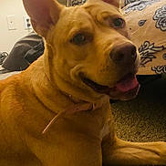 Daisy Rue is registered to the contest to win money with this photo: animal, blanket, brown_dog, canine, carpet, closeup, collar, companion, cute, dog, domestic, ears, friendly, furniture, happy, indoor, pet, portrait, resting, smiling