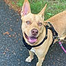 Daisy Rue joined the competition — help win amazing prizes! dog, canine, pet, tan, blue_eyes, harness, leash, outdoor, path, grass, ears, happy, smiling, looking_up, pavement, nature, animal, friendly, walk, daylight