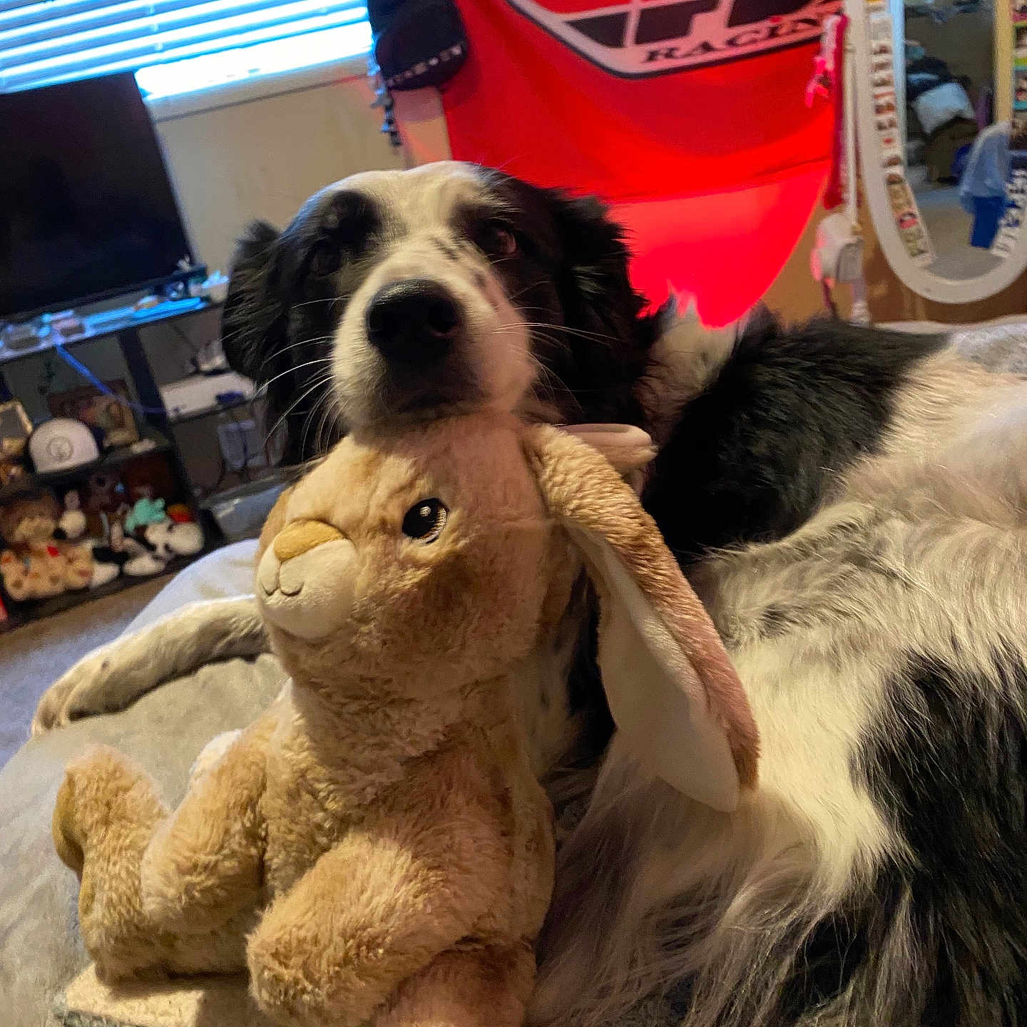 Gracie joined the competition — help win amazing prizes! bed, black_and_white, blanket, carpet, cozy, curtains, dog, flag, furniture, indoor, living_room, mirror, pet, plush_toy, relaxing, resting, soft, stuffed_animal, toy, window