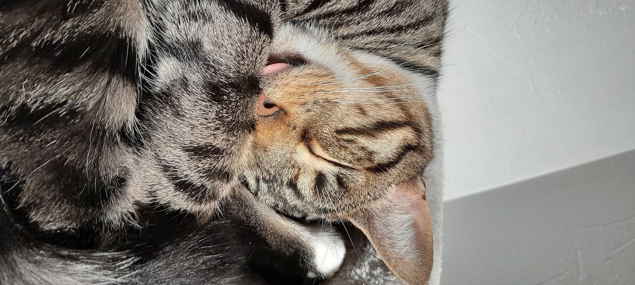 Sandy joined the competition — help win amazing prizes! carnivore, cat, claw, domestic_short_haired_cat, eye, fawn, felidae, fur, hair, head, nap, paw, small_to_medium_sized_cats, snout, tail, terrestrial_animal, whiskers, wildlife, window, wrinkle