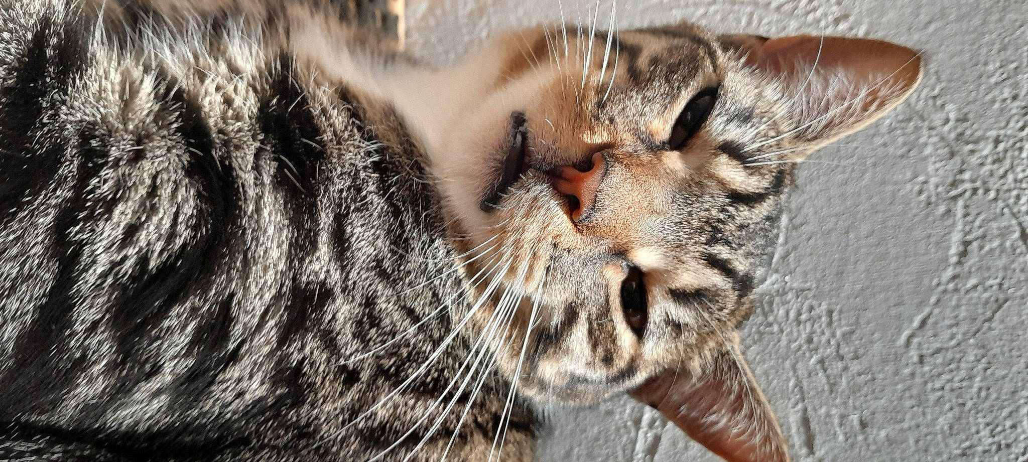 Sandy joined the competition — help win amazing prizes! carnivore, cat, claw, close_up, domestic_short_haired_cat, eye, fawn, felidae, fur, nap, paw, sleep, small_to_medium_sized_cats, terrestrial_animal, whiskers, wildlife, wrinkle