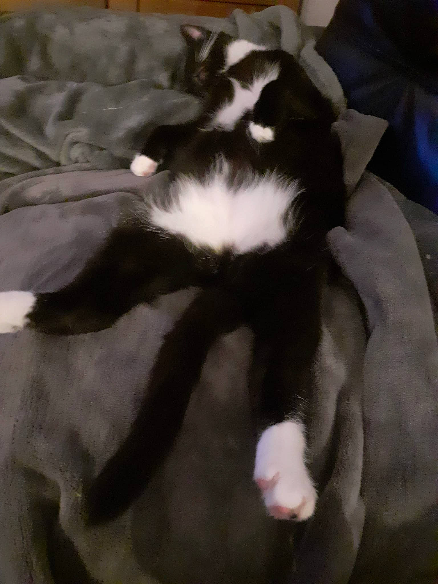 Rizzo joined the competition — help win amazing prizes! canidae, carnivore, cat, claw, comfort, companion_dog, couch, dog_breed, domestic_short_haired_cat, felidae, formal_wear, fur, nap, non_sporting_group, paw, small_to_medium_sized_cats, sporting_group, tail, terrestrial_animal, whiskers