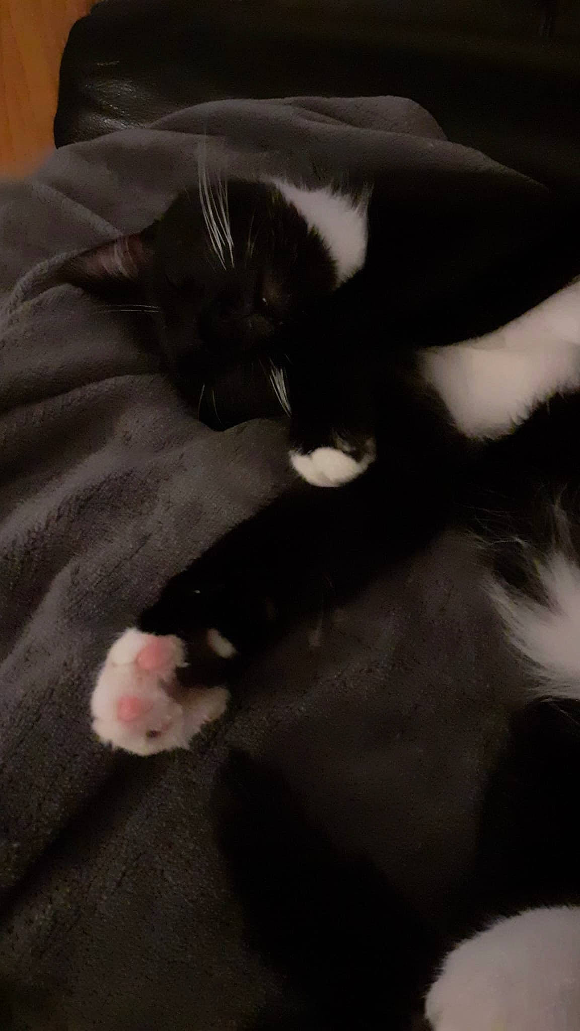 Rizzo joined the competition — help win amazing prizes! carnivore, cat, claw, comfort, darkness, dog_breed, domestic_short_haired_cat, felidae, foot, fur, gesture, monochrome, monochrome_photography, paw, petal, small_to_medium_sized_cats, snout, tail, terrestrial_animal, whiskers