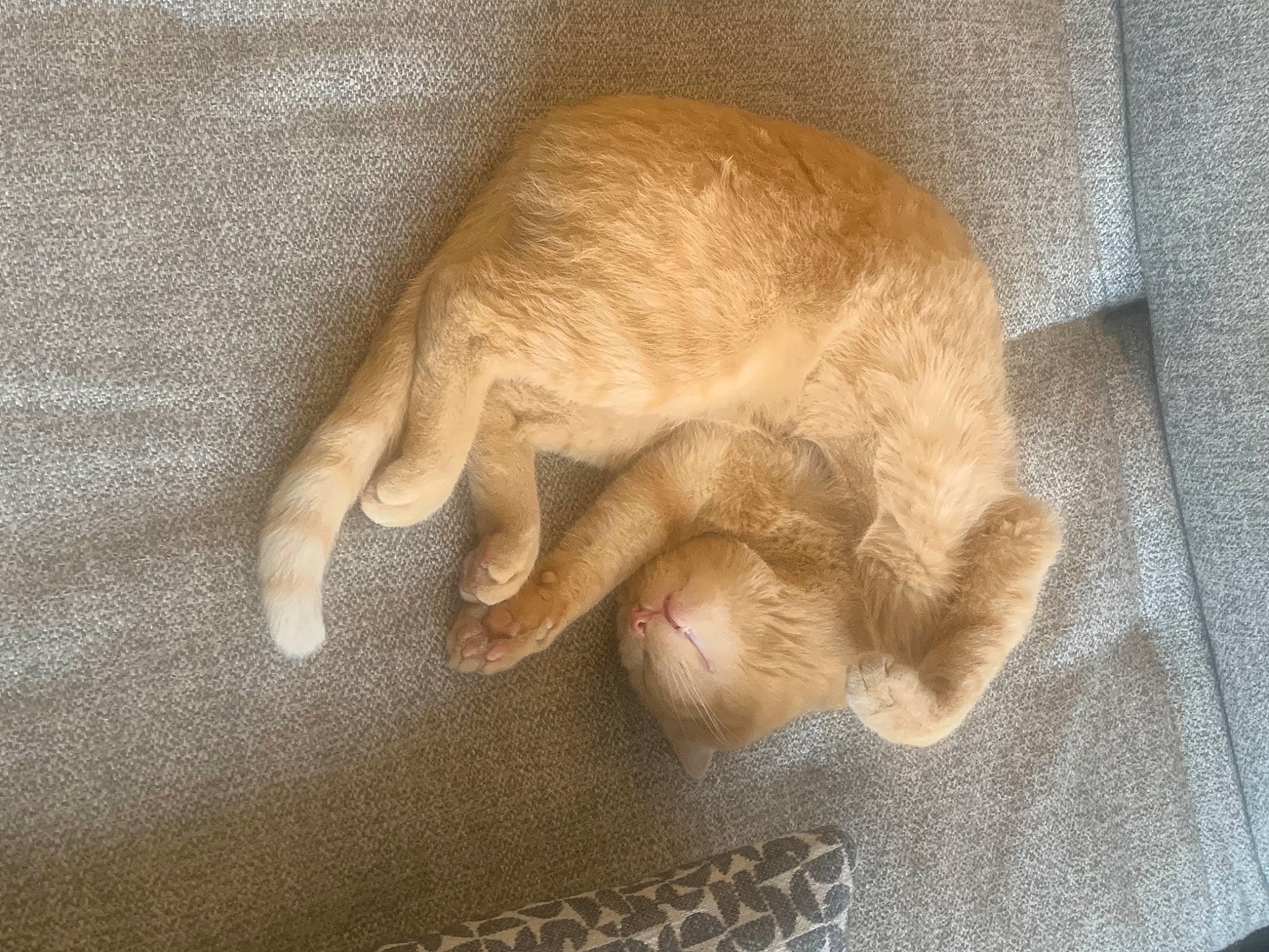 Cookie a rejoint le concours — aidez-le/la à gagner de superbes lots ! carnivore, cat, claw, comfort, domestic_short_haired_cat, fawn, felidae, flooring, foot, fur, gesture, human_leg, linens, nail, paw, small_to_medium_sized_cats, tail, toe, whiskers, wood