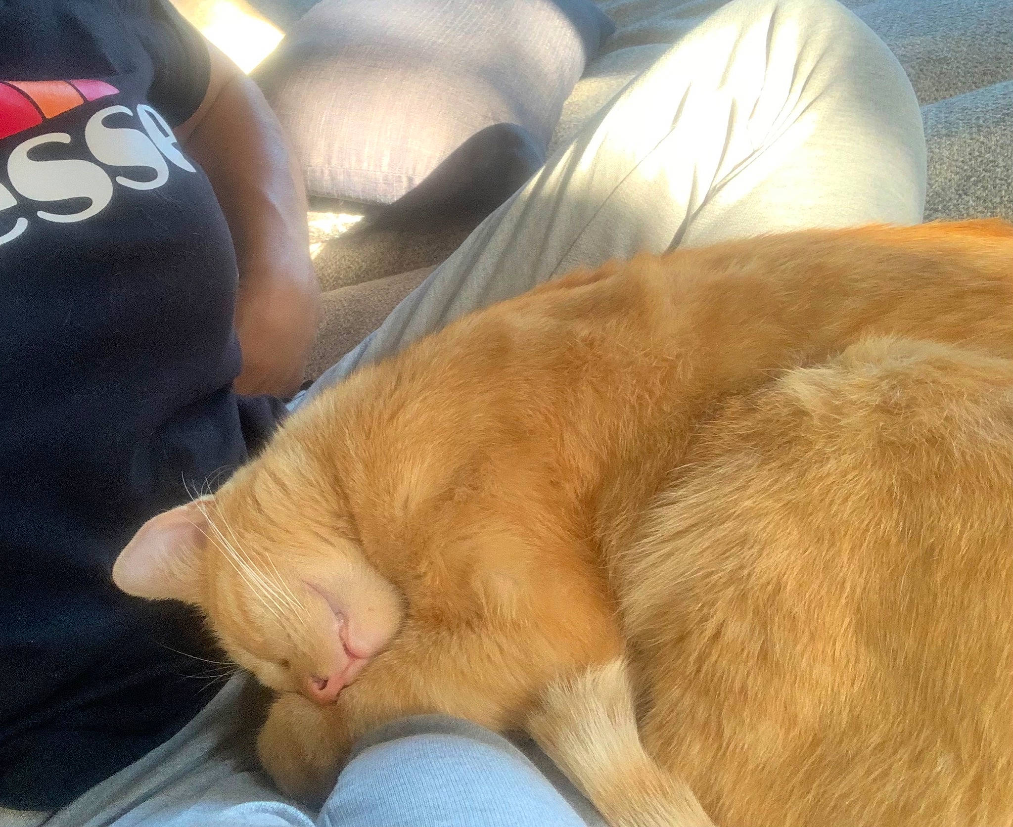 Cookie a rejoint le concours — aidez-le/la à gagner de superbes lots ! baseball_cap, carnivore, cat, comfort, companion_dog, couch, dog, dog_breed, fawn, felidae, fur, human_leg, liver, paw, small_to_medium_sized_cats, tail, whiskers, wood, working_animal, wrinkle