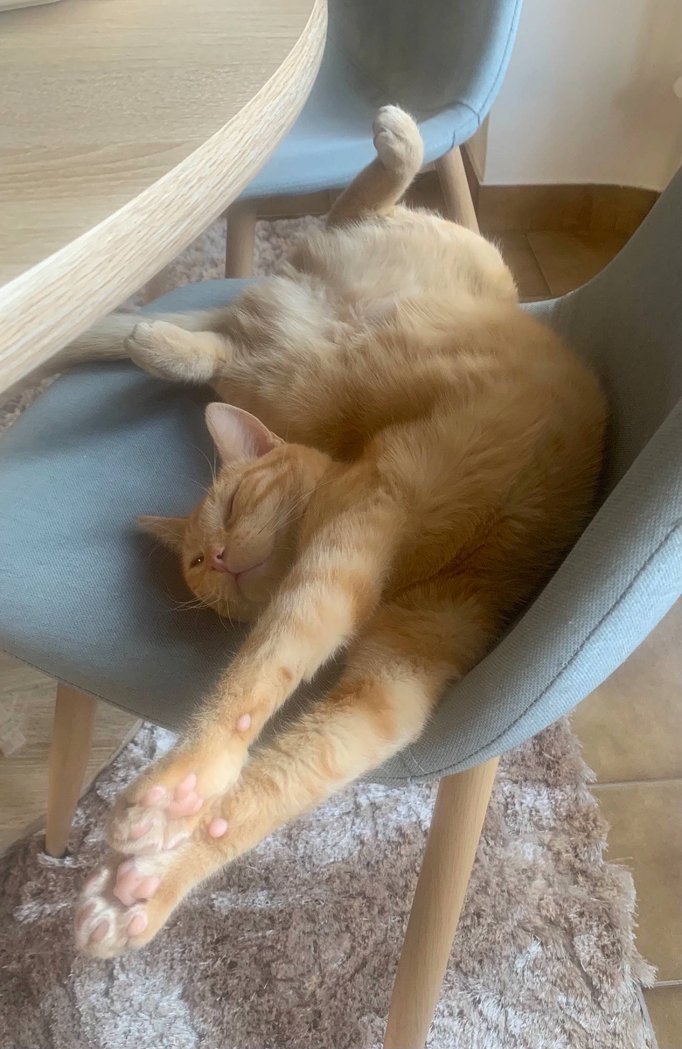 Cookie participe au concours pour gagner de l'argent avec cette photo : cat, claw, comfort, fawn, felidae, fur, small_to_medium_sized_cats, tail, whiskers, wood