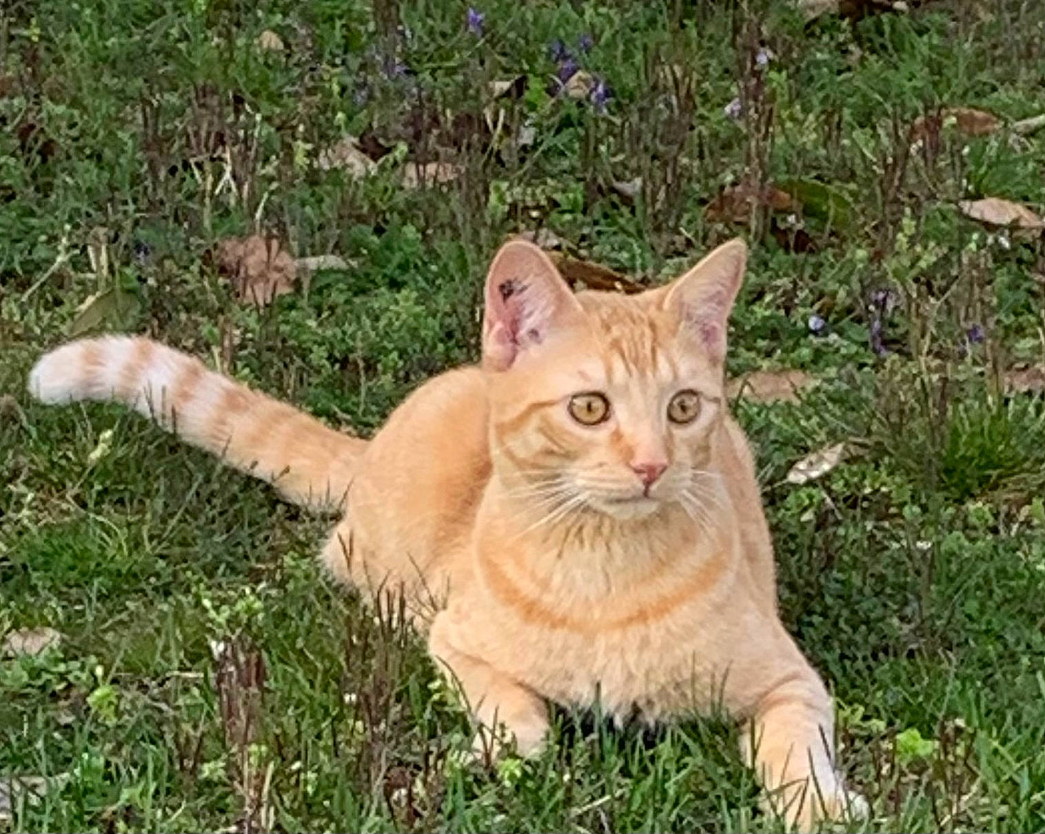 Cookie participe au concours pour gagner de l'argent avec cette photo : carnivore, cat, domestic_short_haired_cat, fawn, felidae, fur, gesture, grass, grassland, groundcover, natural_landscape, plant, prairie, small_to_medium_sized_cats, snout, tail, terrestrial_animal, whiskers, wildlife, wood