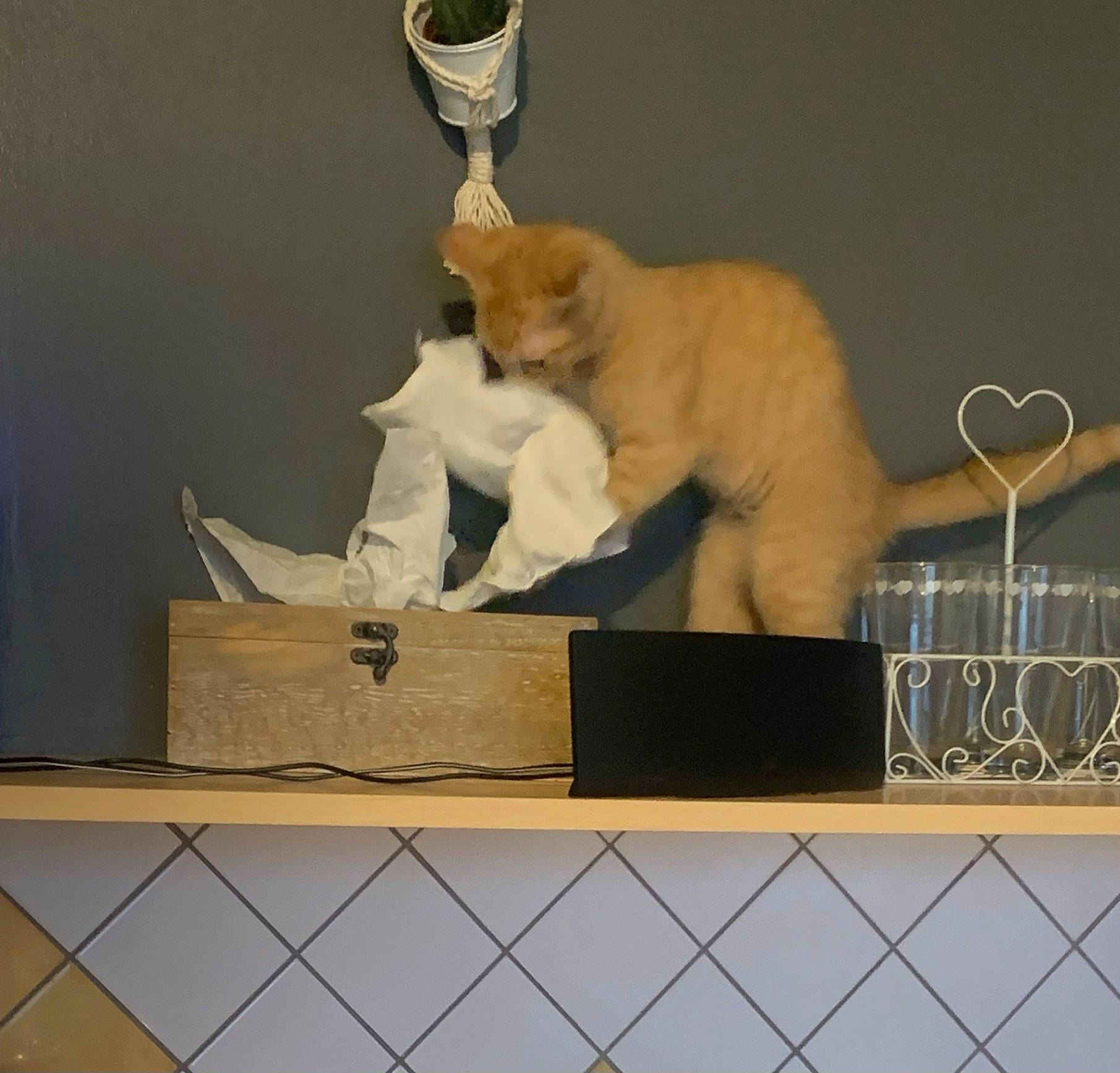 Cooki participe au concours pour gagner de l'argent avec cette photo : art, cardboard, carnivore, cat, claw, domestic_short_haired_cat, fawn, felidae, fur, illustration, paper, paper_product, polar_bear, rectangle, small_to_medium_sized_cats, tail, toy, whiskers, winter, wood