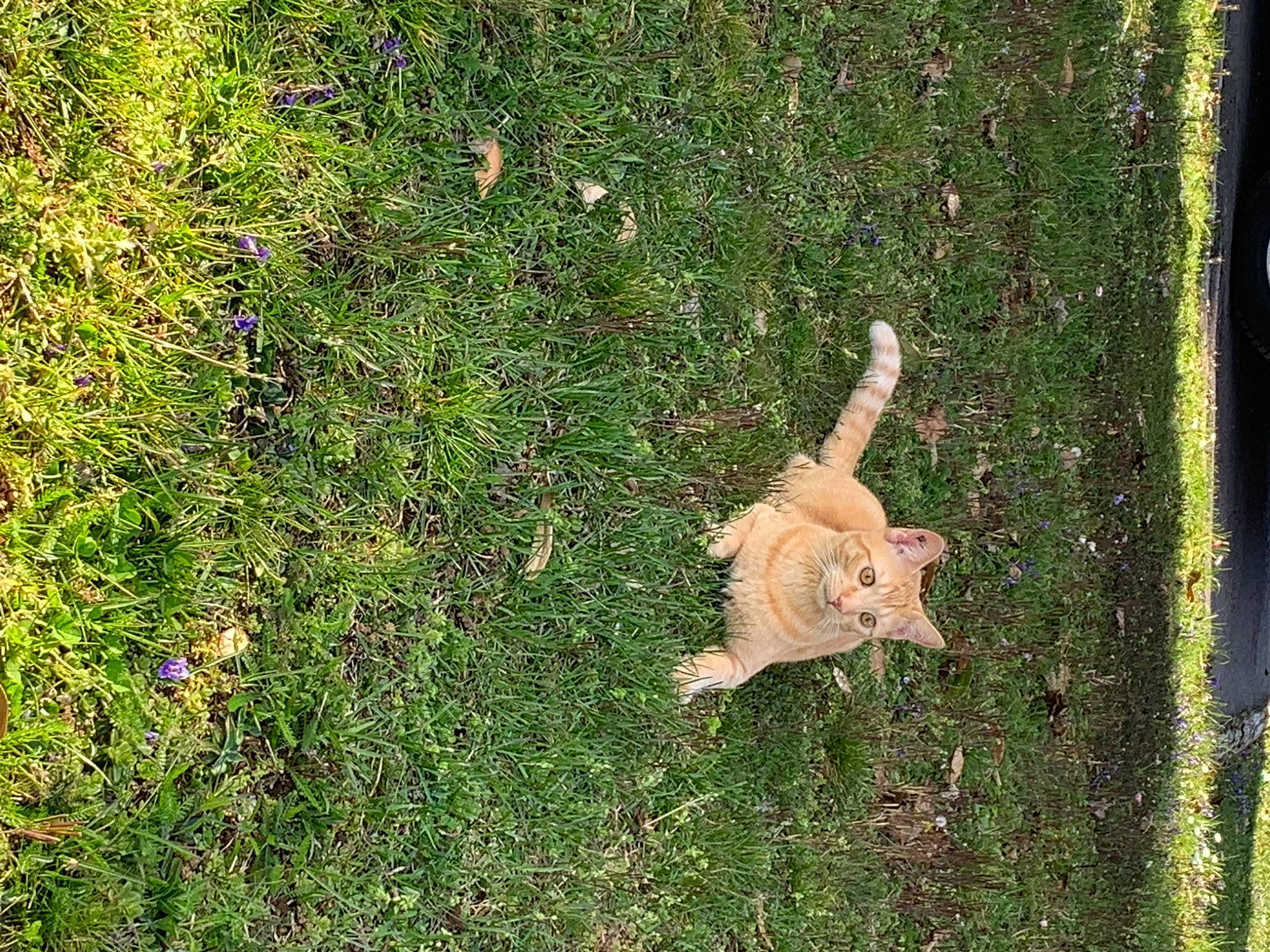 Cooki a rejoint le concours — aidez-le/la à gagner de superbes lots ! canidae, carnivore, cat, dog_breed, domestic_short_haired_cat, fawn, felidae, grass, grassland, groundcover, people_in_nature, plant, shrub, small_to_medium_sized_cats, soil, sporting_group, tail, tree, trunk, wood