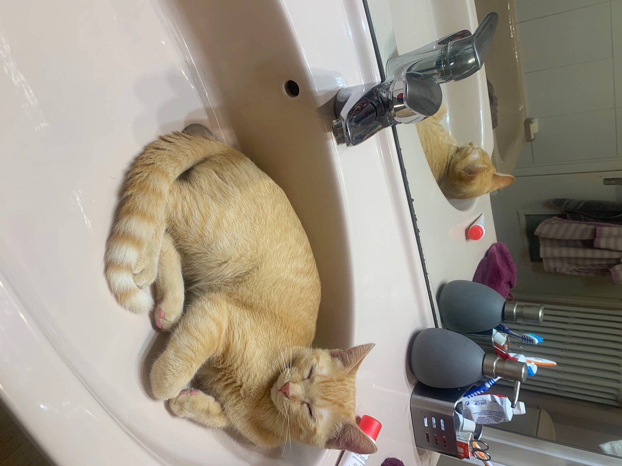 Cooki participe au concours pour gagner de l'argent avec cette photo : carnivore, cat, claw, comfort, domestic_short_haired_cat, fawn, felidae, fur, machine, mammal, pet_supply, plumbing, room, small_to_medium_sized_cats, tail, toy, vertebrate, whiskers