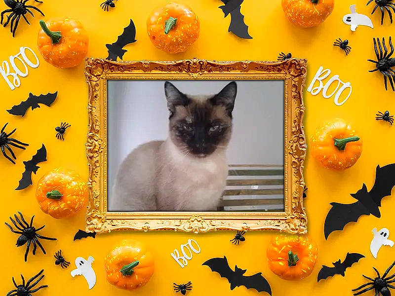 Yukanama participe au concours pour gagner de l'argent avec cette photo : amber, art, calabaza, carnivore, cat, fawn, felidae, green, lighting, natural_foods, orange, organism, photograph, plant, rectangle, room, siamese, small_to_medium_sized_cats, whiskers, yellow