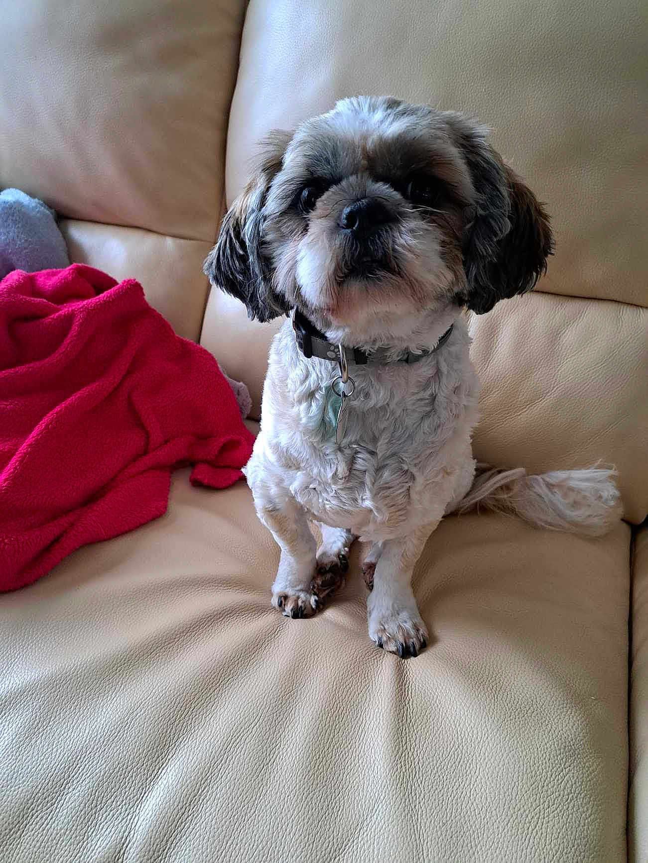 Balou