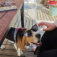 Vador participe au concours pour gagner de l'argent avec cette photo : dog, beagle, sunglasses, pet, happy, outdoor, wooden_deck, table, chair, potted_plant, person, hand, sunlight, leash, smiling, casual, relaxing, footwear, shoes, summer