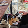 dog, beagle, sunglasses, pet, happy, outdoor, wooden_deck, table, chair, potted_plant, person, hand, sunlight, leash, smiling, casual, relaxing, footwear, shoes, summer