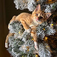 Ollie joined the competition — help win amazing prizes! kitten, cat, christmas_tree, holiday, snowy_branches, lights, orange_cat, white_paws, feline, indoor, decorations, relaxed, cute, pet, animal, christmas_lights, fluffy, winter, festive, cozy