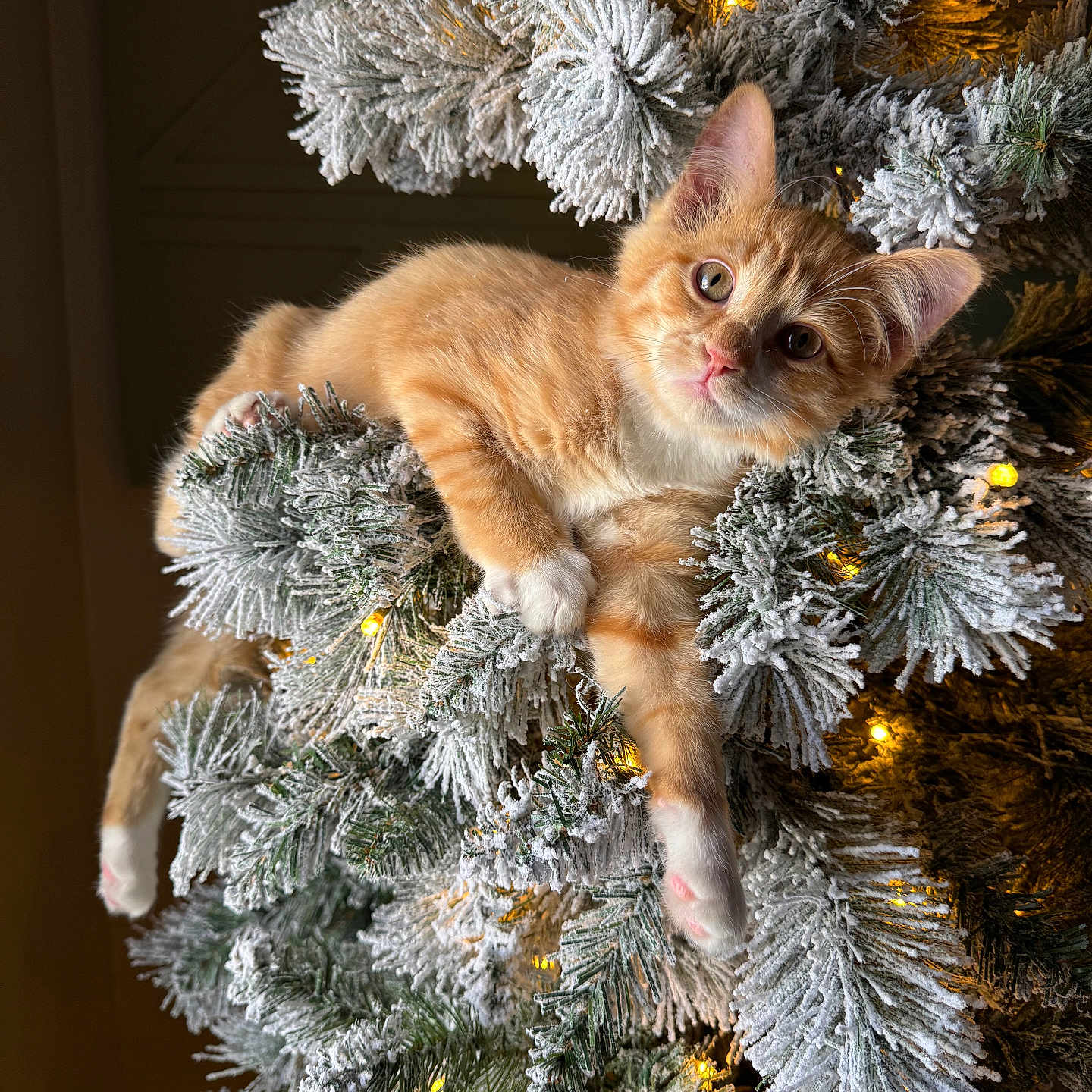 Ollie joined the competition — help win amazing prizes! animal, cat, christmas_lights, christmas_tree, cozy, cute, decorations, feline, festive, fluffy, holiday, indoor, kitten, lights, orange_cat, pet, relaxed, snowy_branches, white_paws, winter