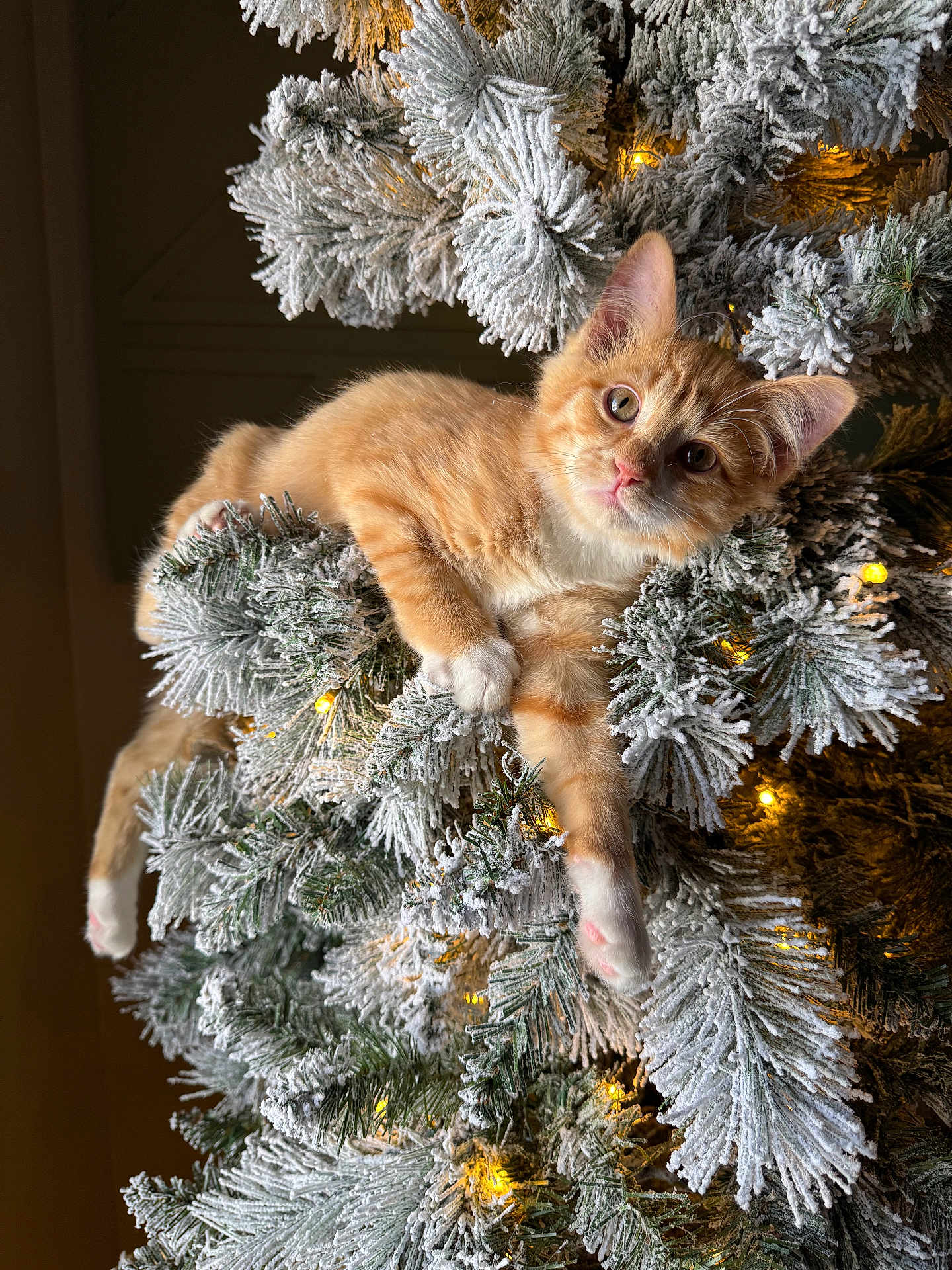 Ollie joined the competition — help win amazing prizes! kitten, cat, christmas_tree, holiday, snowy_branches, lights, orange_cat, white_paws, feline, indoor, decorations, relaxed, cute, pet, animal, christmas_lights, fluffy, winter, festive, cozy